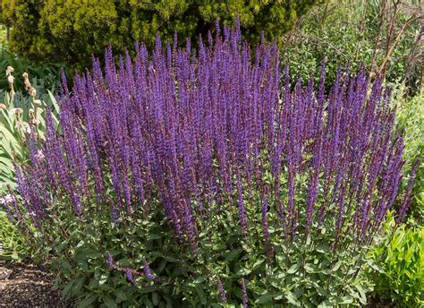 8 Perennials that Grow in Sandy Soil - Plantglossary