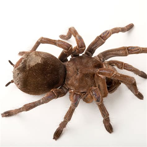 Goliath Birdeater Facts, 45% OFF | www.elevate.in