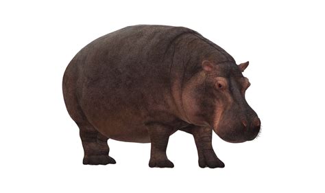 Hippo isolated on a Transparent Background 23556590 PNG