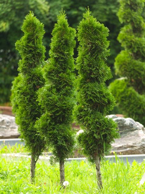 Arborvitae – Spring Farm