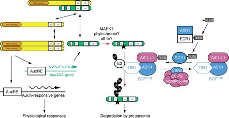 Auxin Signaling: Developmental Cell