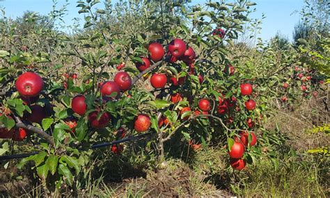 Dwarf Apple tree ORDER after July 15 whip is 1 year old | Etsy