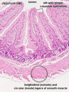 HISTOLOGI VETERINER I: JARINGAN OTOT