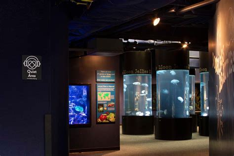 Tennessee Aquarium earns sensory inclusive certification, first in Tennessee | WTVC