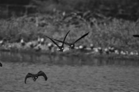 Diary 3: Santragachi Jheel - Tripoto