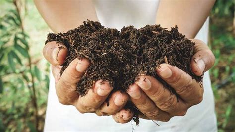 6 Awesome benefits of leaf compost in your garden