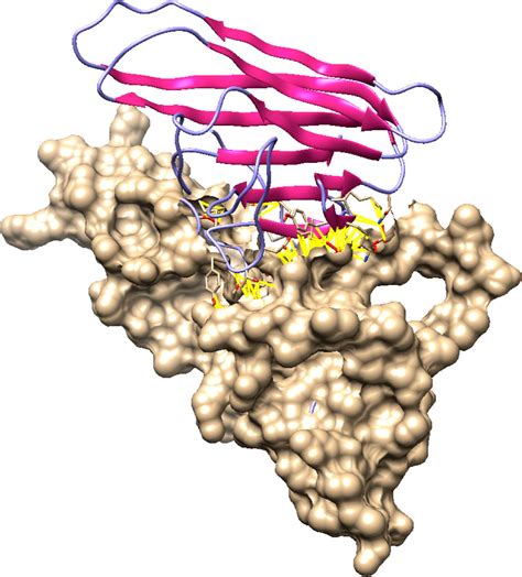 Frontiers | Serum soluble Fas ligand is a severity and mortality prognostic marker for COVID-19 ...