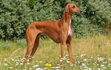 Azawakh Breed Information - Vetstreet | Vetstreet