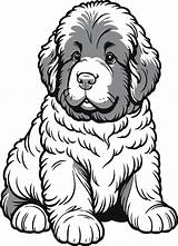 Free Printable Majestic Paws  Newfoundland Puppy Coloring Page For sketch template
