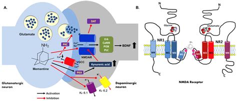 Possible Antidepressant Effects of Memantine—Systematic Review with a Case Study