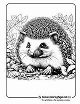 🦔 Hedgehog Coloring Pages Free Prickly Fun sketch template
