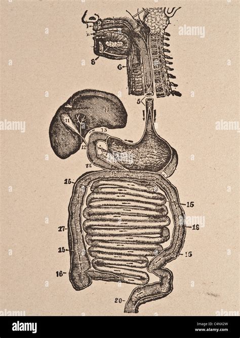 Antique medical illustration of human viscera, internal organs and the ...