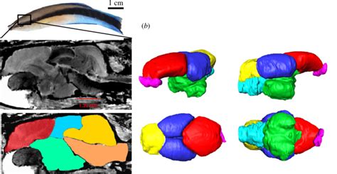 The Labroides dimidiatus brain. (a) A representative magnetic resonance... | Download Scientific ...