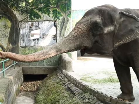 Manila zoo’s jumbo-sized poser: What to do with Mali the Elephant ...