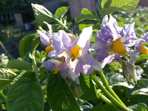 POTATO PLANT FLOWERS. POTATO PLANT - BEST FLOWERS TO PLANT IN SPRING