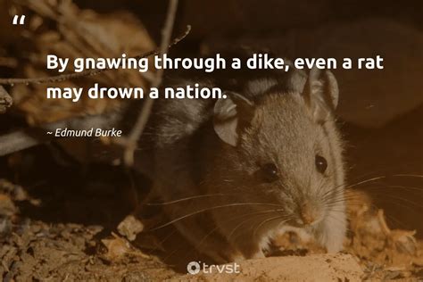 23 Rat Quotes About The Misunderstood Rodents