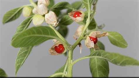 Benefits Of Ashwagandha: Why Women Should Include Ashwagandha In Their Diet - NDTV Food