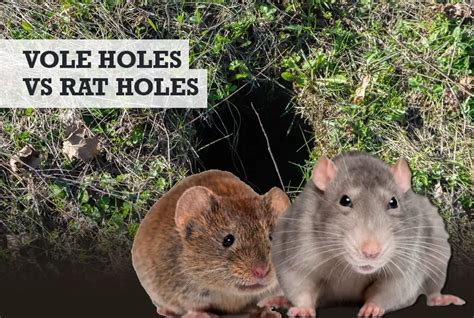 Vole vs Rat Holes: What the Differences Are (w/ Photos)