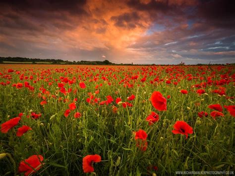 Poppy Fields At Sunset Wallpapers - Wallpaper Cave