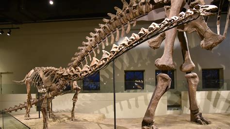 New Titanosaur Species Discovered in Uruguay and Argentina | The Institute for Creation Research