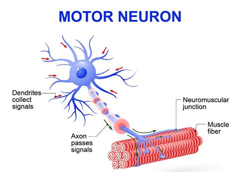 Difference between Upper and Lower Motor Neurons: Definition & Similarities