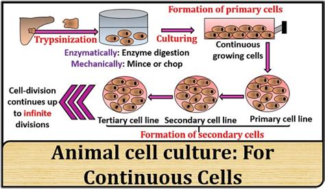 What is Animal Cell Culture? Definition, Types & Process - Biology Reader