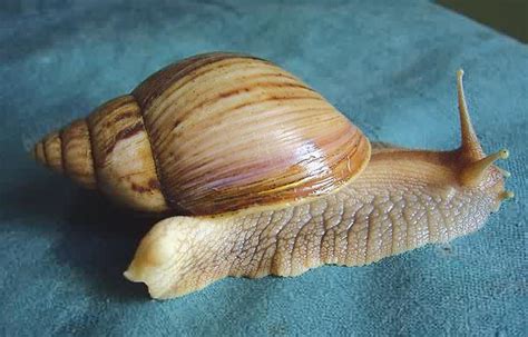 Achatina Varicosa Pet snails and Other Giant Tiger Pet snails for Sale ...