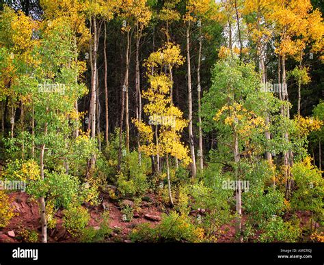 Aspen tree fall foliage colorado Stock Photo - Alamy