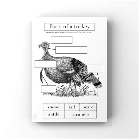 Turkey Anatomy // Printable Worksheet 1 Page // Instant Download ...