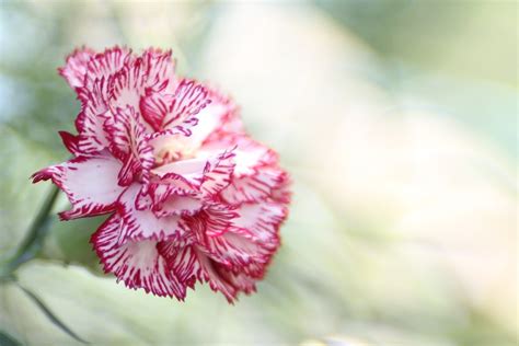 免费照片: 康乃馨, 花, 粉红色, 香石竹, 自然, 开花, 花的, 夏天 - Pixabay上的免费图片 - 407380