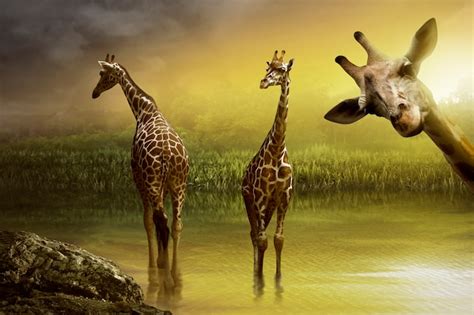 Premium Photo | Image of giraffe drinking