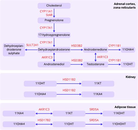 | Pathway for 11-oxygenated androgen synthesis, which begins in the... | Download Scientific Diagram