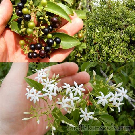 Australian Wax Jasmine Jasminum Volubile Seeds | Fair Dinkum Seeds