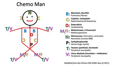 ChemoMan Diagram | Quizlet