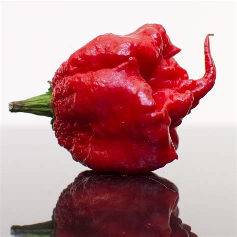 Carolina Reaper - Official World's Hottest Pepper | Stuffed hot peppers ...