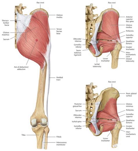 Yoga Asana for Hip Mobility, Part 3: Spotlight on Internal and External ...