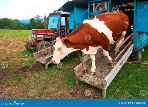 Cow after Mechanical Milking Operation Stock Photo - Image of business, machinery: 106214790