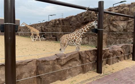 Giraffes’ new enclosure is complete at Club Westside