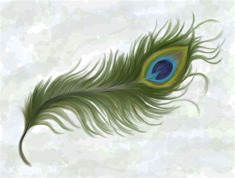 Peacock Feather - Cliparts.co