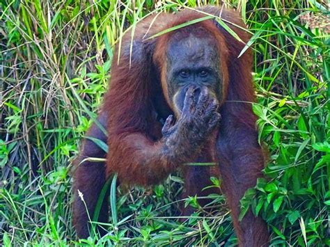 Borneo Rainforest Adventure Walk | Borneo Kalimantan - Travel2Next