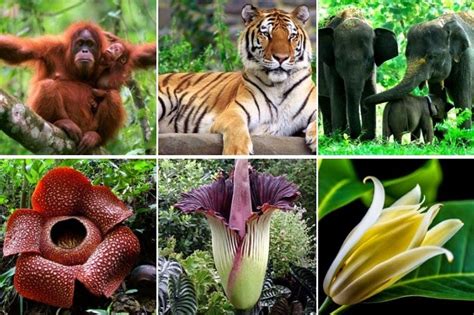 7 Gambar Flora Dan Fauna Mudah Digambar Terbaru - Gambar Marga