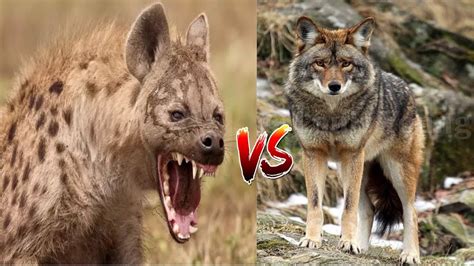 Animal face off-battle-hyena vs coyote - YouTube