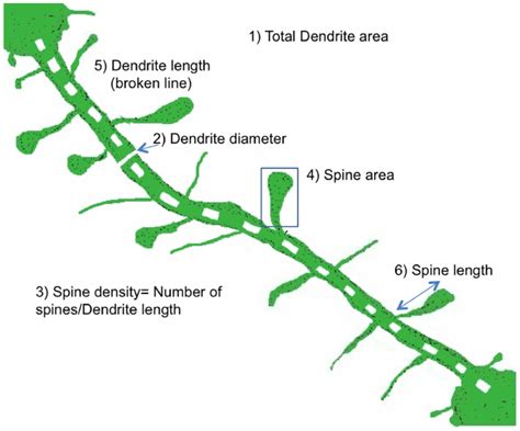 Neuronal dendrite and spine measurement by Image J analysis. A typical ...