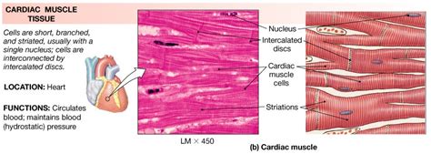 Kenya Forensics Online Resource: CARDIAC MUSCLE TISSUE