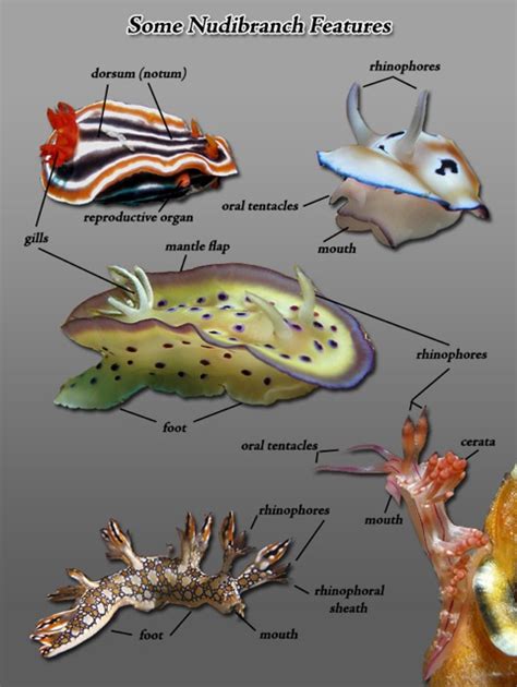 Nudibranch Diagram