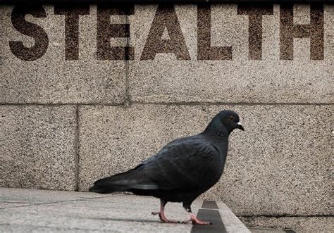 New Model of Black Pigeon adds Stealth to Surveillance - Pigeons Aren't Real