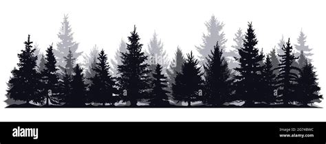 Pine trees silhouettes. Evergreen coniferous forest silhouette, nature ...