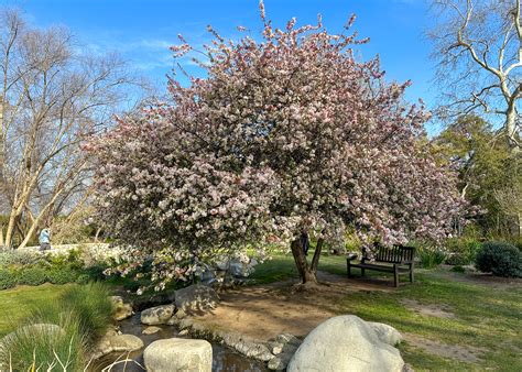 Descanso Gardens (@DescansoGardens) / Twitter