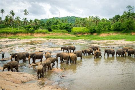 Pinnawala Elephant Orphanage | Attractions in Sri lanka