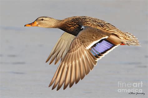 Female Mallard Duck In Flight Photograph by Steve Javorsky